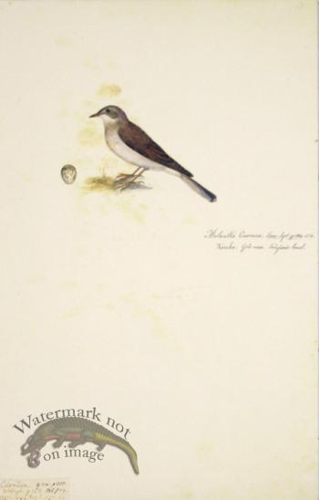 61 Swedish Birds . Motacilla Curruca, Lesser Whitethroat